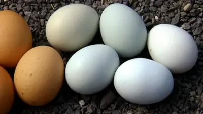 Fresh chicken eggs — dozen